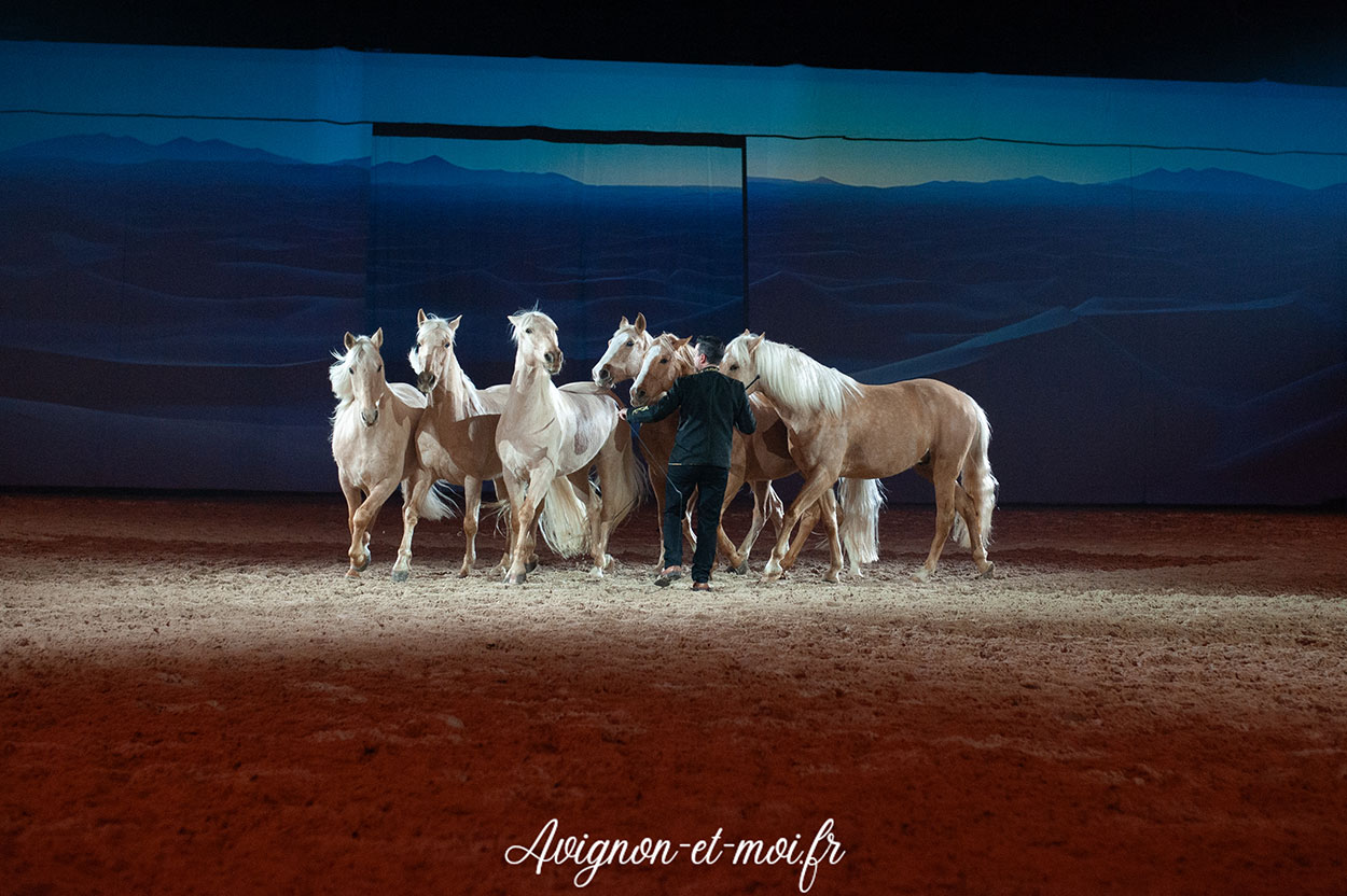 Gala Crinière d'Or - Photo 2