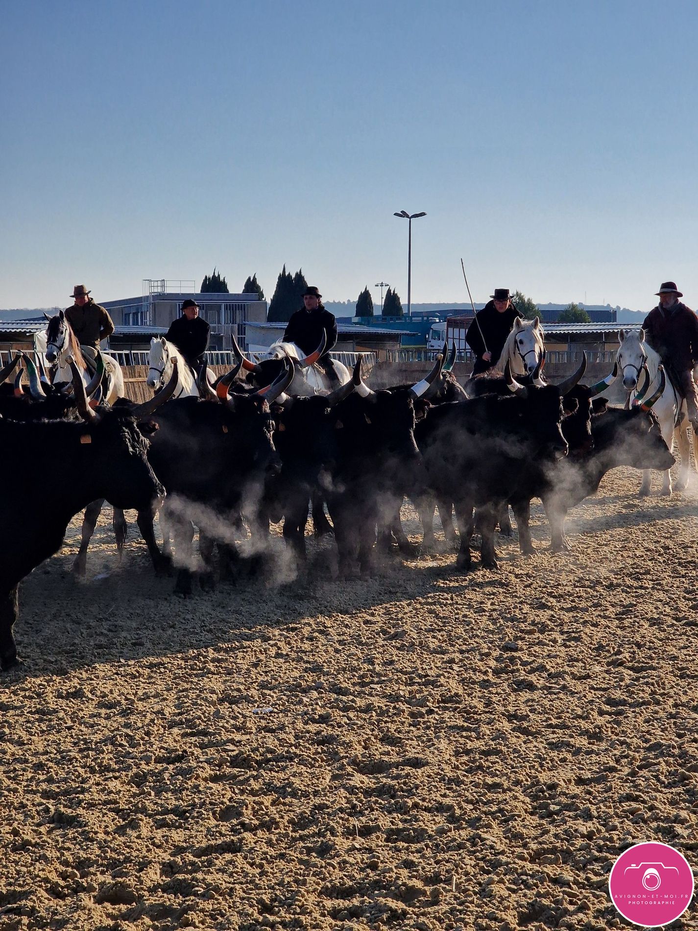 Tri de bétail - Cheval Passion 2024